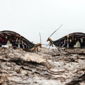 Porismus strigatus at Mount Ainslie - suppressed