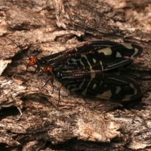 Porismus strigatus at Mount Ainslie - suppressed