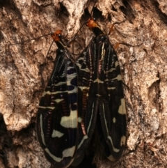 Porismus strigatus at Mount Ainslie - suppressed