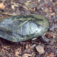 Chelodina longicollis (Eastern Long-necked Turtle) at Glenbrook, NSW - 17 Mar 2024 by BirdoMatt