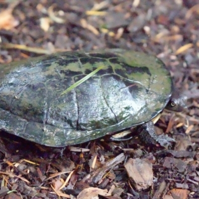 Chelodina longicollis (Eastern Long-necked Turtle) at Glenbrook, NSW - 16 Mar 2024 by BirdoMatt