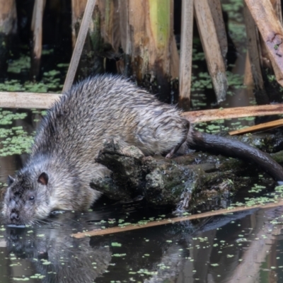 Hydromys chrysogaster (Rakali or Water Rat) at Jerrabomberra Wetlands - 17 Mar 2024 by rawshorty