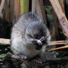 Hydromys chrysogaster at Jerrabomberra Wetlands - 17 Mar 2024