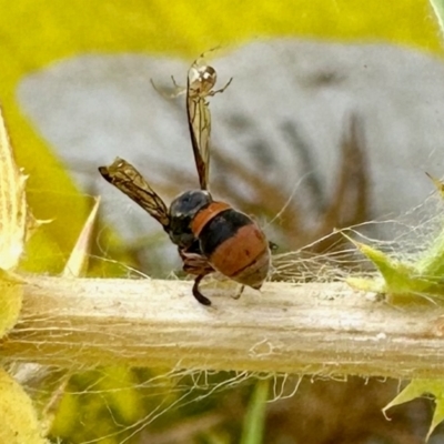 Hyleoides concinna (Wasp-mimic bee) at Aranda Bushland - 16 Mar 2024 by KMcCue