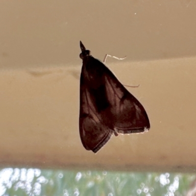 Uresiphita ornithopteralis (Tree Lucerne Moth) at Aranda, ACT - 16 Mar 2024 by KMcCue