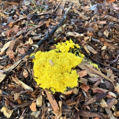 Fuligo septica (Scrambled egg slime) at Hackett, ACT - 15 Mar 2024 by cmobbs