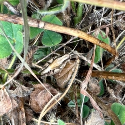 Phaulacridium vittatum (Wingless Grasshopper) at Aranda Bushland - 16 Mar 2024 by KMcCue
