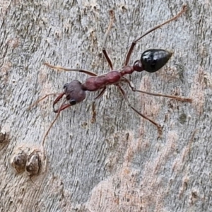 Myrmecia simillima at Hall Cemetery - 17 Mar 2024 12:33 PM