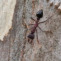 Myrmecia simillima at Hall Cemetery - 17 Mar 2024 12:33 PM