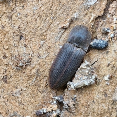 Monocrepidus sp. (genus) (Click beetle) at Wallaroo, NSW - 17 Mar 2024 by trevorpreston