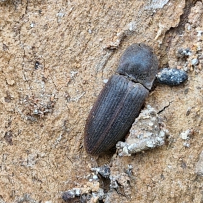 Monocrepidus (genus) (Click beetle) at Hall Cemetery - 17 Mar 2024 by trevorpreston