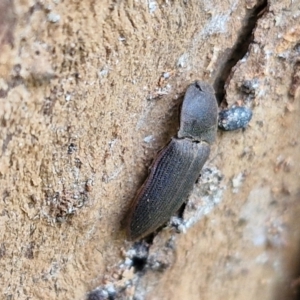 Monocrepidus sp. (genus) at Hall Cemetery - 17 Mar 2024