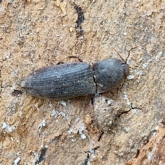 Monocrepidus sp. (genus) at Hall Cemetery - 17 Mar 2024