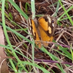 Heteronympha merope (Common Brown Butterfly) at Hall Cemetery - 17 Mar 2024 by trevorpreston