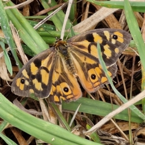 Heteronympha penelope at Hall Cemetery - 17 Mar 2024