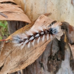 Anthela varia at Hall Cemetery - 17 Mar 2024