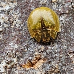 Paropsisterna cloelia (Eucalyptus variegated beetle) at Wallaroo, NSW - 17 Mar 2024 by trevorpreston