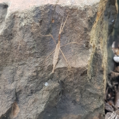 Unidentified Stick insect (Phasmatodea) at Berry, NSW - 11 Mar 2024 by Megan123