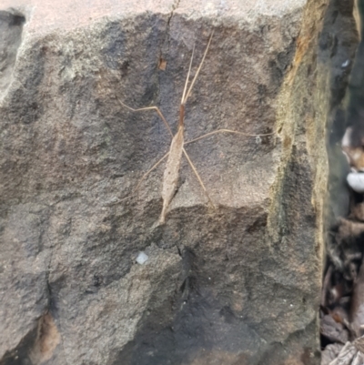 Austrolimnophila antiqua (Crane fly) at Berry, NSW - 12 Mar 2024 by Megan123