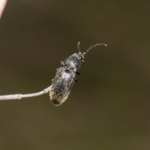 Monocrepidus (genus) at The Pinnacle - 28 Dec 2023 10:27 AM