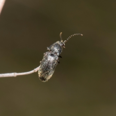 Monocrepidus (genus) (Click beetle) at The Pinnacle - 28 Dec 2023 by AlisonMilton