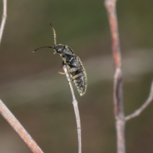 Monocrepidus (genus) at The Pinnacle - 28 Dec 2023 10:27 AM