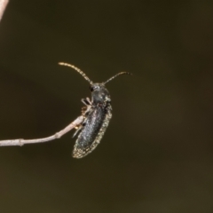 Monocrepidus (genus) at The Pinnacle - 28 Dec 2023 10:27 AM