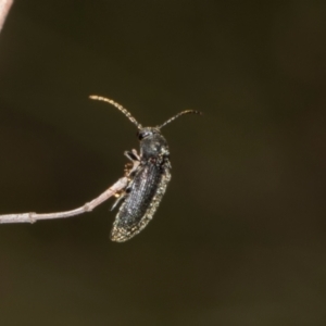 Monocrepidus (genus) at The Pinnacle - 28 Dec 2023 10:27 AM