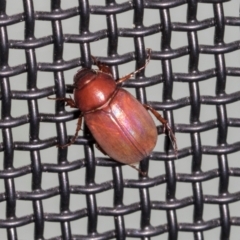 Sericesthis nigrolineata (Dusky pasture scarab) at Higgins, ACT - 28 Dec 2023 by AlisonMilton