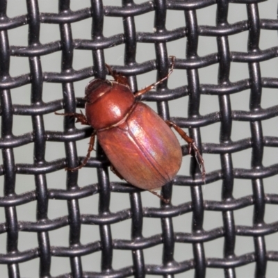 Melolonthinae (subfamily) (Cockchafer) at Higgins, ACT - 28 Dec 2023 by AlisonMilton