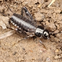 Grylloidea (superfamily) (Unidentified cricket) at Hall Cemetery - 17 Mar 2024 by trevorpreston