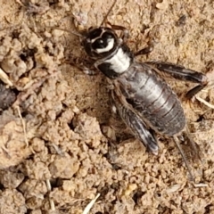 Grylloidea (superfamily) at Hall Cemetery - 17 Mar 2024