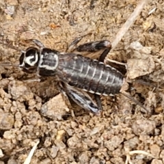 Grylloidea (superfamily) at Hall Cemetery - 17 Mar 2024