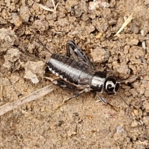 Grylloidea (superfamily) at Hall Cemetery - 17 Mar 2024