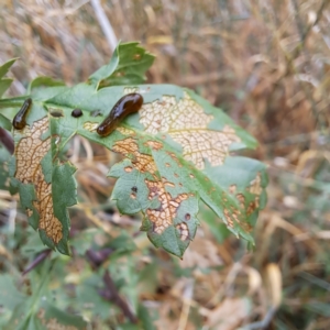 Caliroa cerasi at Mount Majura - 17 Mar 2024