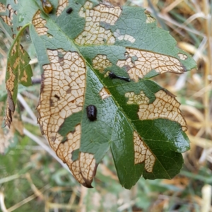 Caliroa cerasi at Mount Majura - 17 Mar 2024