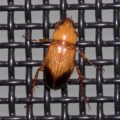 Phyllotocus macleayi (Nectar scarab) at Higgins, ACT - 7 Jan 2024 by AlisonMilton
