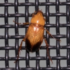 Phyllotocus macleayi (Nectar scarab) at Higgins, ACT - 8 Jan 2024 by AlisonMilton