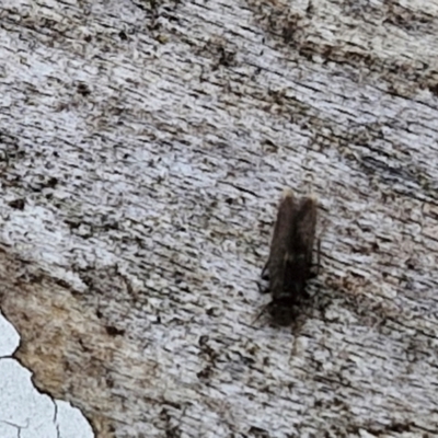 Unidentified Plant Louse (Psocodea, Pscoptera, several families) at Hall Cemetery - 17 Mar 2024 by trevorpreston