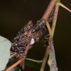 Eurypella tasmaniensis (Eurypella tasmaniensis) at Russell, ACT - 17 Jan 2024 by AlisonMilton