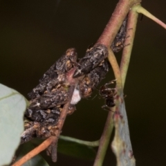 Eurypella tasmaniensis (Eurypella tasmaniensis) at Russell, ACT - 16 Jan 2024 by AlisonMilton