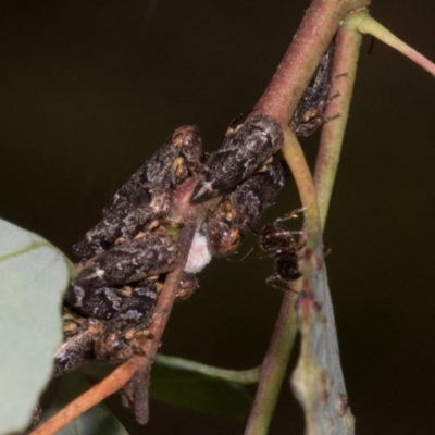 Eurypella tasmaniensis (Eurypella tasmaniensis) at Russell, ACT - 16 Jan 2024 by AlisonMilton