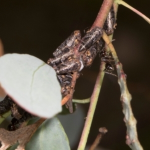 Eurypella tasmaniensis at Russell, ACT - 17 Jan 2024 09:31 AM