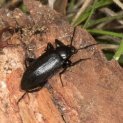 Unidentified Darkling beetle (Tenebrionidae) at Russell, ACT - 16 Jan 2024 by AlisonMilton
