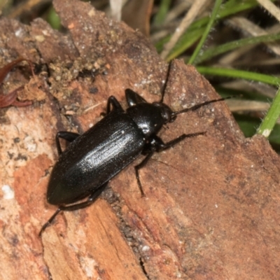 Unidentified Darkling beetle (Tenebrionidae) at Russell, ACT - 16 Jan 2024 by AlisonMilton