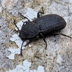 Isopteron sp. (genus) (A darkling beetle) at Hall Cemetery - 17 Mar 2024 by trevorpreston