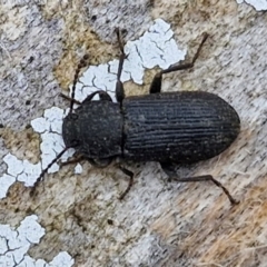 Isopteron sp. (genus) at Hall Cemetery - 17 Mar 2024