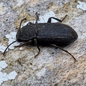 Isopteron sp. (genus) at Hall Cemetery - 17 Mar 2024