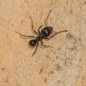 Notoncus sp. (genus) at Russell, ACT - 17 Jan 2024 10:36 AM