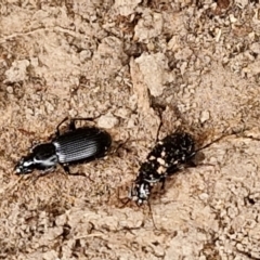 Pterostichini (tribe) (A Carabid beetle) at Hall Cemetery - 17 Mar 2024 by trevorpreston